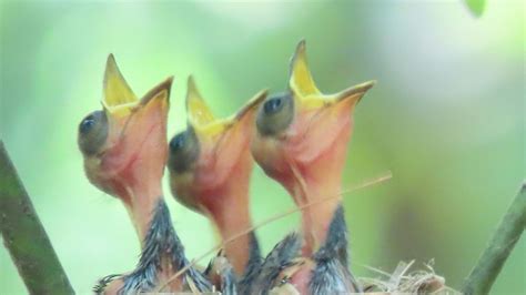 夢到幼鳥|夢見幼鳥，夢到幼鳥是什麽意思？